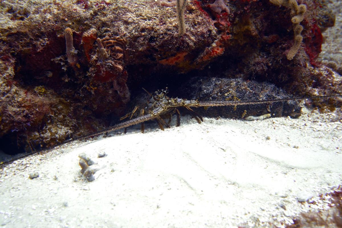 Lobster in Cozumel at Cedral Pass